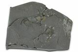 Ordovician Brittle Star (Ophiura) - Morocco #365290-1